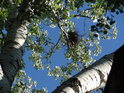 Hnízdo vrány na topolu bílém v parku Střelnice.
