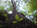 Jeden z mnoha místních dubů.
