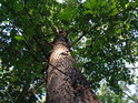 Jeden z mnoha dubů na severním svahu Radobýlu.
