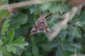 V trávě jsem objevil dalšího zástupce motýlovitých... Asi nějaký můrovitý. Autor: Zdeněk Faltýn.
