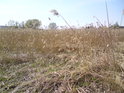 Husté rákosí roste východním břehu rybníka Roudnička.