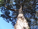 Střední borovice na jihozápadní straně Santonu oproti překrásně modré svatováclavské obloze.
