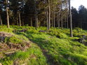 Pěšina mezi sytě zeleným borůvčím zalitá ranními slunečními paprsky.