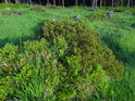Trs vysokého borůvčí v lesní trávě.