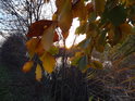 Podzimně zabarvený buk na hrázi rybníka Šejval.