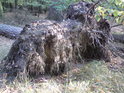 Když v Sítovce leží borovice, v rybníce snad chystá se pijavice.
