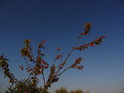 Nádherná modř podzimní oblohy.