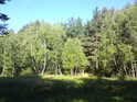 Skřípovský mokřad zaplňují stromy jak milující mokro, tak i borovice, milující sucho.
