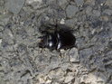 Pod Smutným žlebem na asfaltové silnici lezl velký brouk, pomůže nějaký milovník hmyzu s určením druhu?