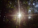 Slunce se čtyřsměrnými paprsky v nitru bukového lesa.