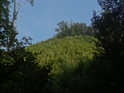 Zalesněný kopec nad Soběšickými rybníčky.