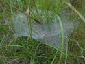 Ranní pavučina s rosou jako svazovala trávu.
