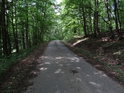 Asfaltová lesní cesta, která vede přes chráněné území Stará Hráz.