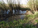 Tůňka pod severní hrází rybníka Štěpán.