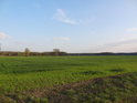 Pohled od obce Tvrdonice přes ozimnou pšenici na luh, ve kterém se nachází chráněné území Stibůrkovská jezera.
