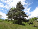 Osamělé malé borovice ve střední části chráněného území.