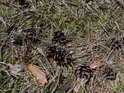 Loňské borové šišky na prosluněném lesním podloží.