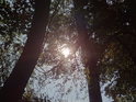 Slunce prosvítá dubovým listím na okraji lesa.