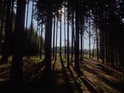 Pěkný smrkový les nad Střemošickou strání.