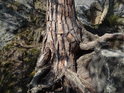 Kořeny borovice si prostě poradí i ve skalách.
