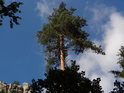 Vršek borovice oproti obloze s mraky a skalní věži.