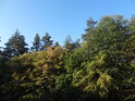 Koruny různých stromů za nastupujícího podzimu.