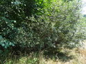 Vrbové křoví na pravém břehu řeky Svratky.