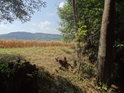 Od řeky Svratky je vidět lán zralého ječmene a v pozadí Buková hora.