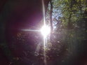 Slunko proráží svými paprsky les u Tisůvky.