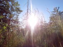 Slunce za travou a souškou na východním vrcholu Tisůvky.