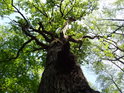 Lesní dub u náhonu Alba nemůže mít příliš širokou korunu.