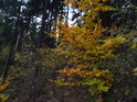 Žlutozelené bukové listy oživují temný smrkový les.