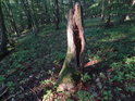 Pahýl v lese ční a přirozené dílo zkázy dokončuje dřevokazný hmyz.
