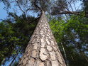 Borovice na kraji lesa mají na volnou stranu větší větve.