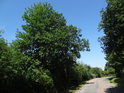 Asfaltová silnice od Rokycan ke hřbitovu, nalevo je pak chráněné území.