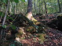 Habrový pata na lesním terénním zlomu.
