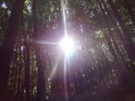 Průnik slunečních paprsků mezi úzkými kmeny a listím v korunách stromů.