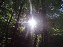 Nádherný průnik slunečních paprsků přes lesní porost.