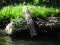 Běžný metr dřeva se zachytil o kámen na pravém břehu Únětického potoka.