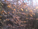 Loňské bukové listí v jarním Slunci.
