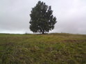 Osamělý strom v Uhliskách.