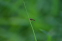 Malá vosička. Nemusíte mít strach tato žihadlo nemá, je to moucha napodobující vosu. Autor: Zdeněk Faltýn.