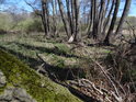 Chráněné území se sice jmenuje Úvalenské louky, ale jde o mokřadní les s převahou olší a občasným rákosím.