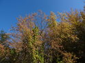 Vodní stromoví s chmelem vůči nádherné modři podzimní oblohy.