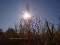 Slunce za rákosím na nádherně modré obloze dokresluje podzimní romantický den.