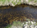 Čistá slatinná voda Jezerního potoka.