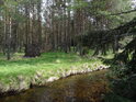 Borový les na pravém břehu Jezerního potoka.