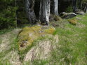 Mechy obrůstají kameny na hranici lesa a louky.