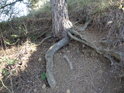 Uchycení borovice ve slepencové stráni je poměrně stabilní.