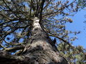Pohled do koruny menší borovice v slepencové stráni.
